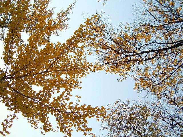 10596 Tree with yellow leaves 